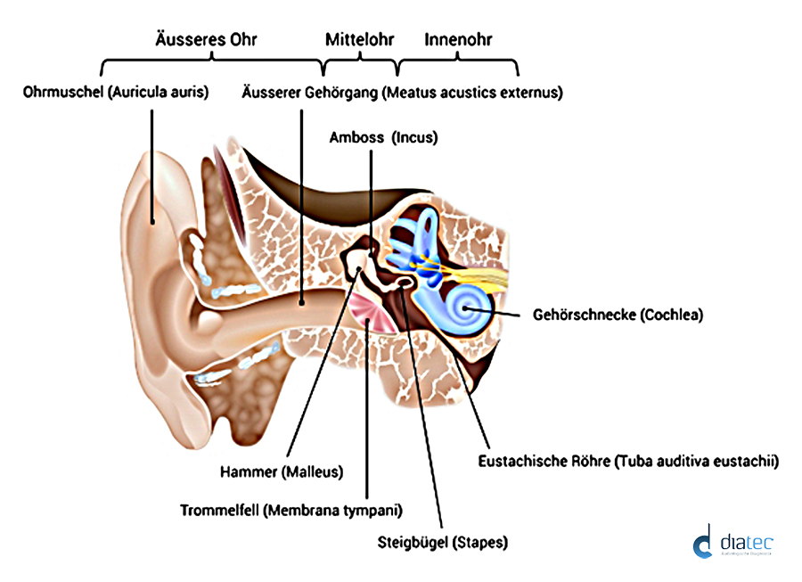 Abbildung Ohr im Querschnitt