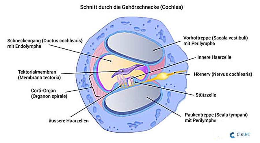 Schnitt durch die Gehörschnecke (Cochlea)